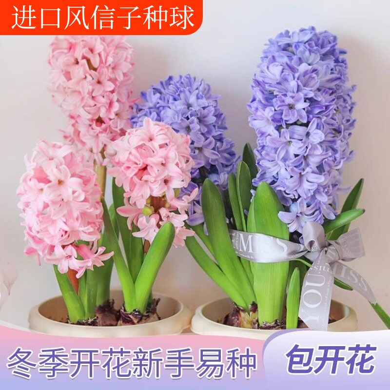 进口风信子种球水培盆栽耐寒易活土培种球四季好养室内外花卉种子