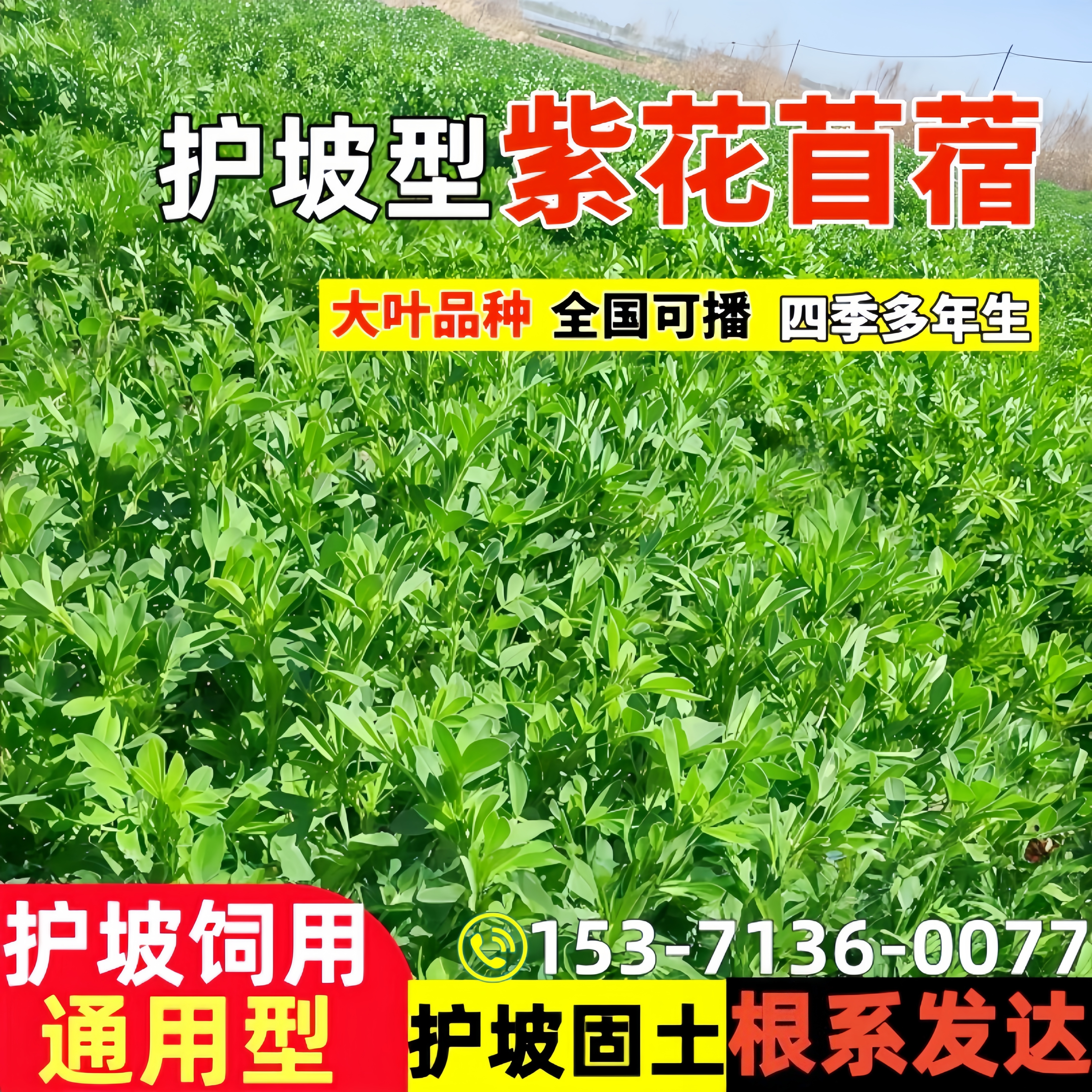 多年生紫花苜蓿种籽高蛋白草籽猪牛羊兔鸡鸭鹅鱼四季高产牧草种子