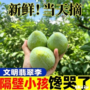 湖南汝城文明翡翠绿宝石奈李新品脆甜多汁新鲜水果非九峰山李子
