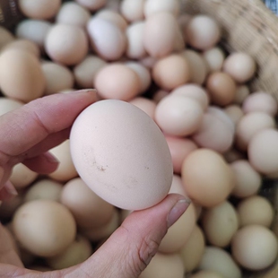 广东封开特产杏花鸡蛋初生蛋农家土鸡蛋散养笨鸡蛋月子蛋60个包邮