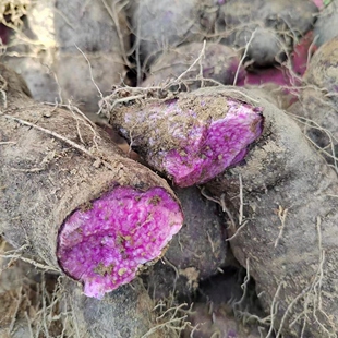 广东封开特产新鲜大薯紫玉薯农家现挖现发大薯脚板薯5斤包邮