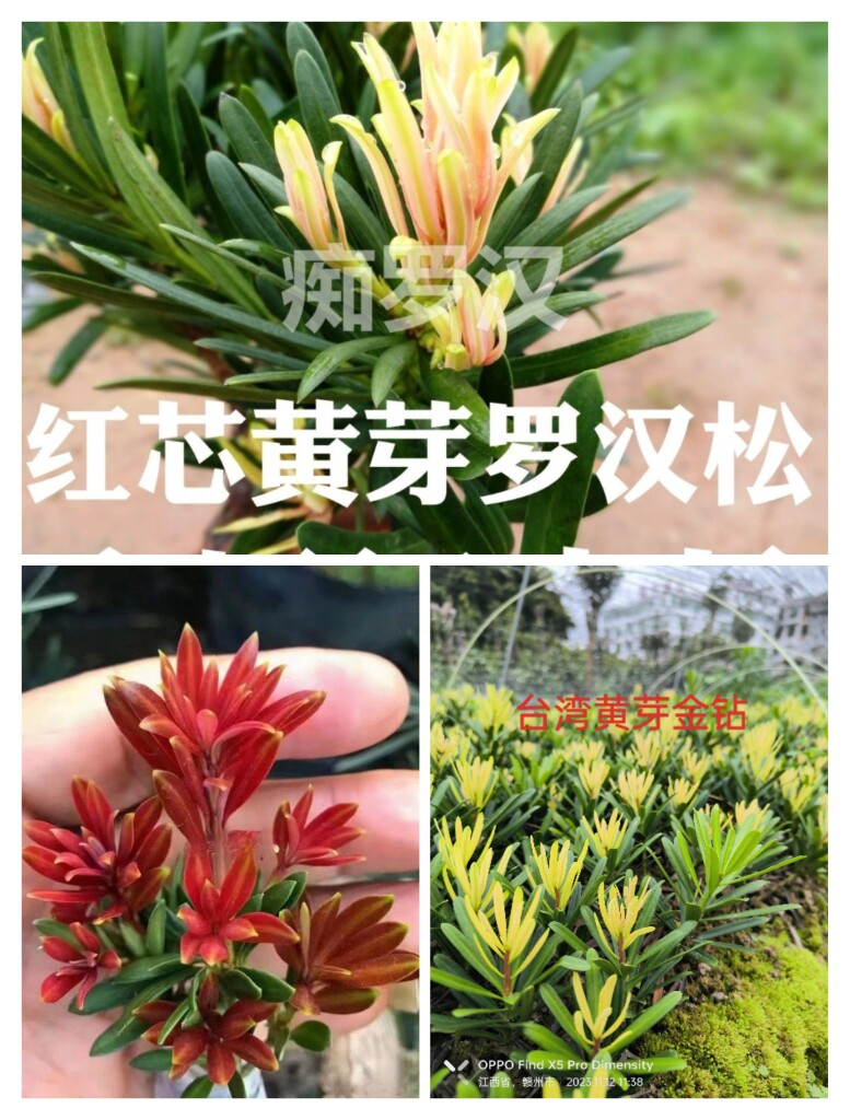 正宗原生插迁苗海岛红芽贵妃小红帽台湾黄芽金钻罗汉松盆栽花卉