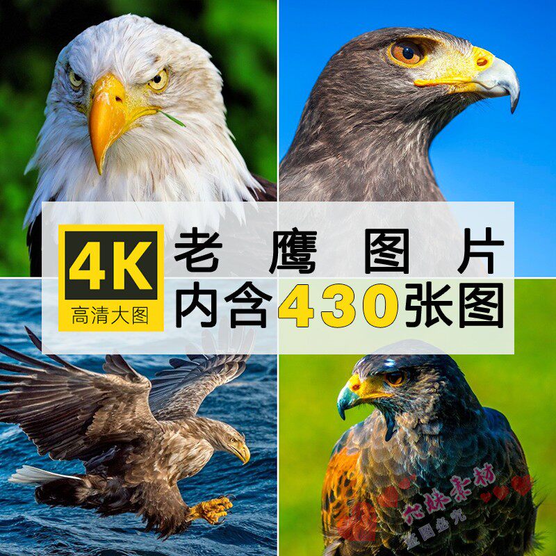 4k高清老鹰图片雄鹰展翅白头海雕秃鹫隼猛禽摄影照电脑壁纸ps素材