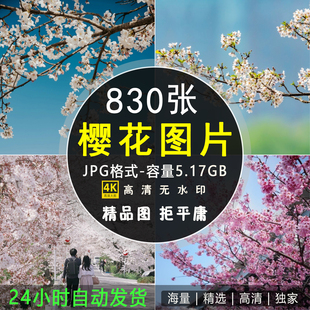 高清4K图库 日系浪漫樱花树花朵自媒体设计图片手机电脑壁纸素材