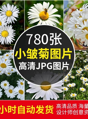 高清清新小雏菊图片花朵花卉4K电脑手机壁纸绘画写生ps素材含竖屏