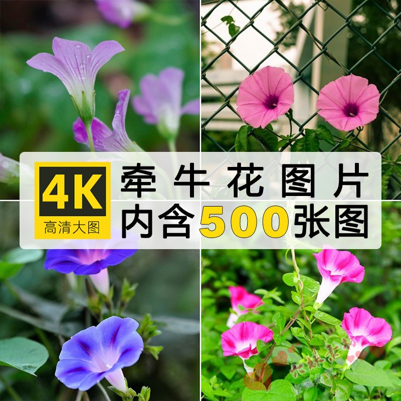 4K高清牵牛花图片喇叭花植物花朵摄影唯美花卉实拍手机壁纸图集