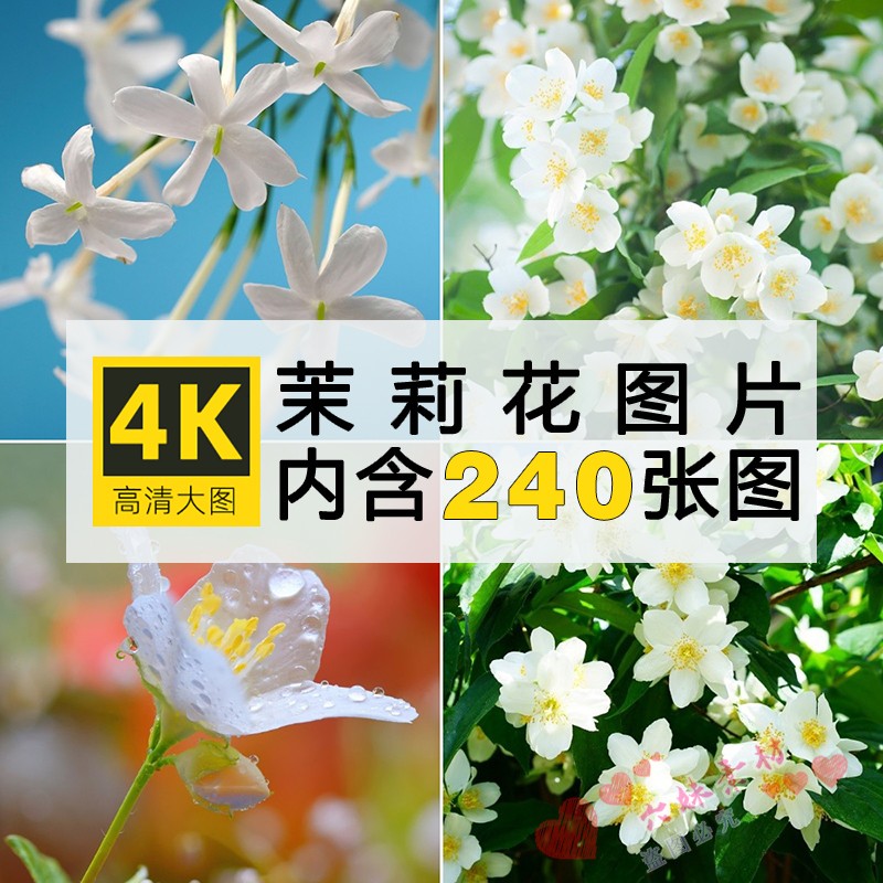 高清唯美茉莉花图片花卉植物2k4k摄影特写花朵花瓣绘画壁纸ps素材