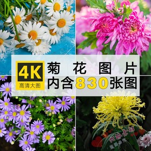 高清菊花图片洋甘菊黄白花朵唯美花卉摄影手机电脑壁纸图片ps素材