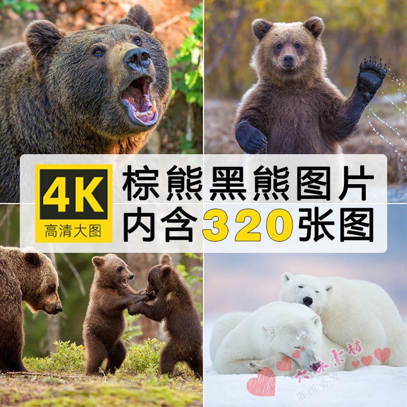 高清JPG棕熊黑熊北极熊图片大白熊幼崽野生食肉动物素材摄影照片