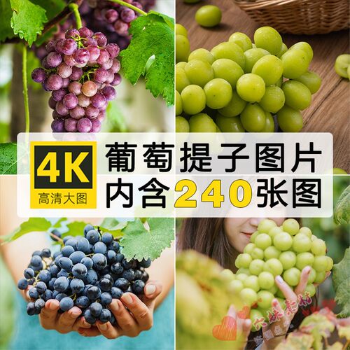 高清葡萄提子图片红提黑加仑果园新鲜水果店宣传背景摄影JPG素材