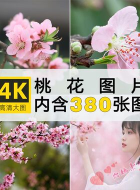 4K高清桃花图片粉红白花朵盛开花卉照片手机电脑壁纸素材自动发货
