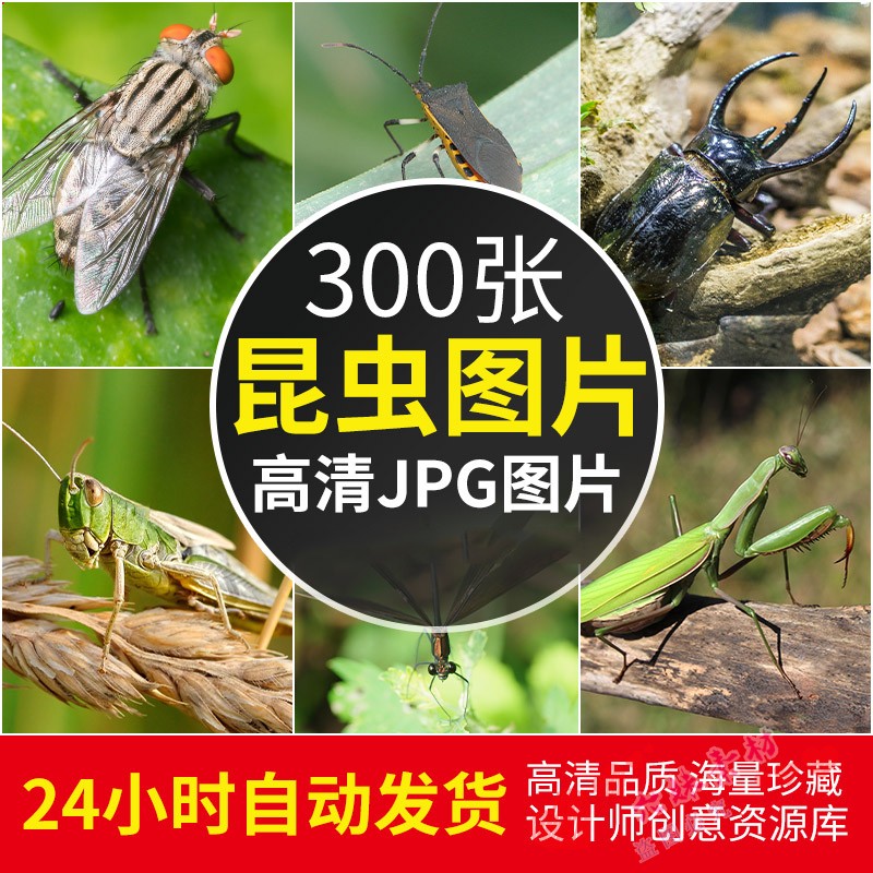高清昆虫图片 蝴蝶蚂蚁蜜蜂摄影特写照照片临摹绘画jpg设计素材