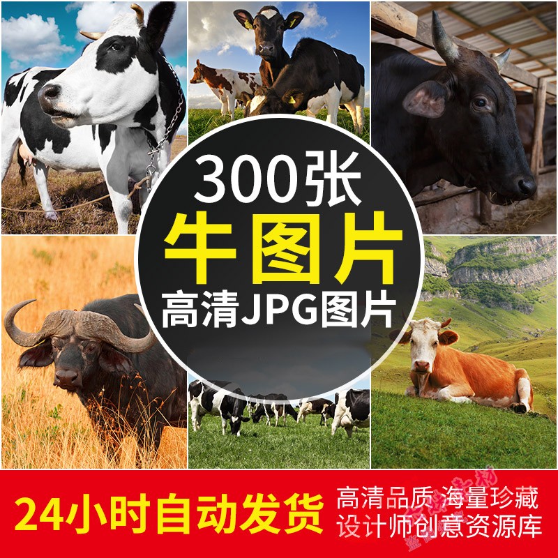高清4K图集 牛图片奶牛黄牛水牛耕田公牛牧场摄影照片JPG设计素材
