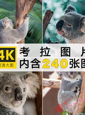 考拉树袋熊无尾熊哺乳动物大图
