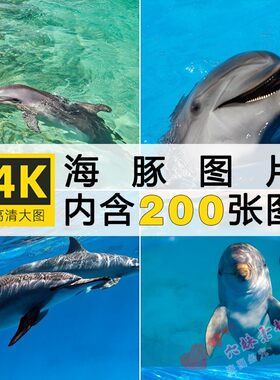 4K高清图集 海豚表演海洋生物可爱动物图片素材ps绘画设计参考