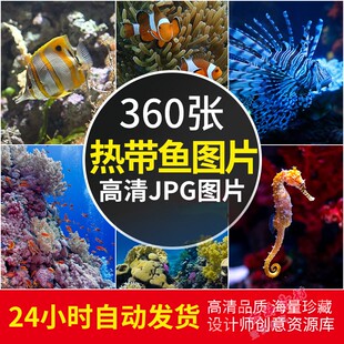 4k高清大图 热带鱼图片海洋底鱼类水族馆摄影照片电脑壁纸JPG素材