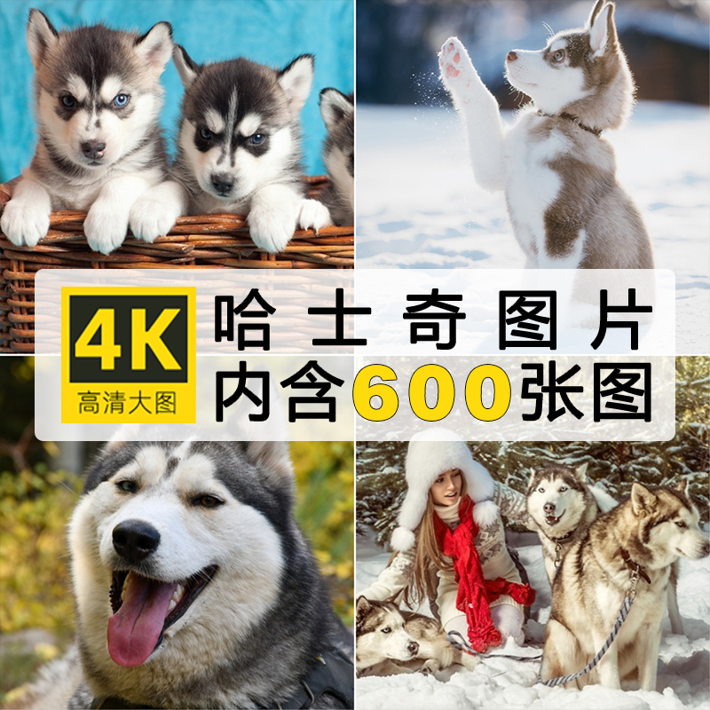 三把火蓝眼哈士奇图片 4K高清宠物狗小狗雪橇犬幼崽照片ps素材