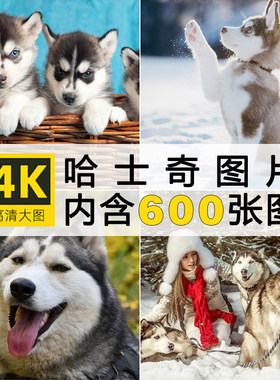 三把火蓝眼哈士奇图片