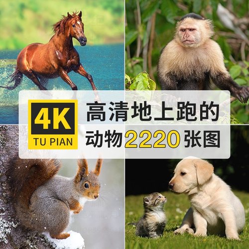 4K高清图库猫狗马鹿动物百态摄影电脑壁纸临摹ps海报设计图片素材