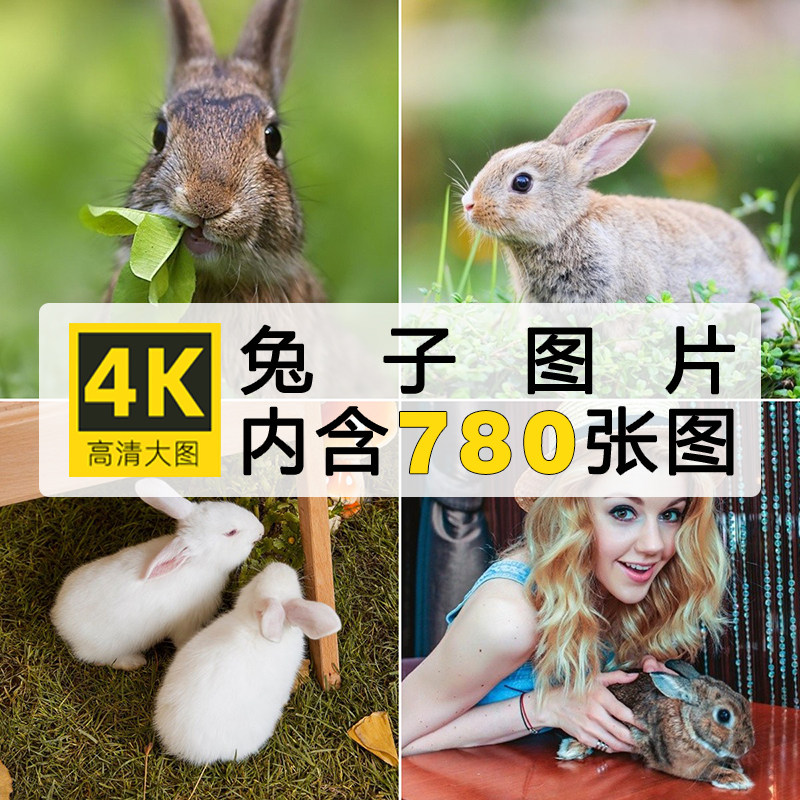 4k高清兔子动物生物可爱的灰兔白兔摄影照片写生设计ps图片素材集