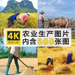 高清农业生产种地种植农耕种植收割畜牧业摄影图片热门可商用素材
