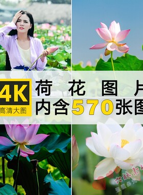 4k高清大图 荷花图片莲花荷叶莲蓬植物摄影照片手机电脑壁纸素材
