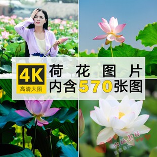 4k高清大图 荷花图片莲花荷叶莲蓬植物摄影照片手机电脑壁纸素材