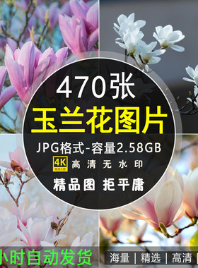 4K高清玉兰花图片红白色树花朵唯美花卉植物摄影特写照片壁纸素材