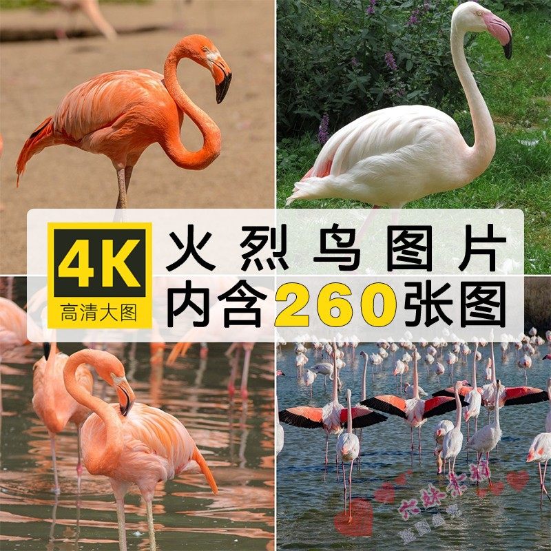 4k高清火烈鸟图片粉红色羽毛野生动物水鸟类摄影背景写生照片素材