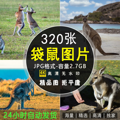 高清实拍澳洲袋鼠摄影照片澳大利亚哺乳动物野生跳跃动物背景素材