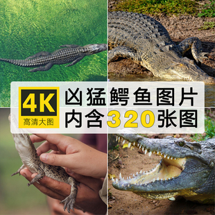 凶猛鳄鱼图片尼罗鳄扬子鳄短吻鳄两栖野生爬行动物摄影照片ps素材