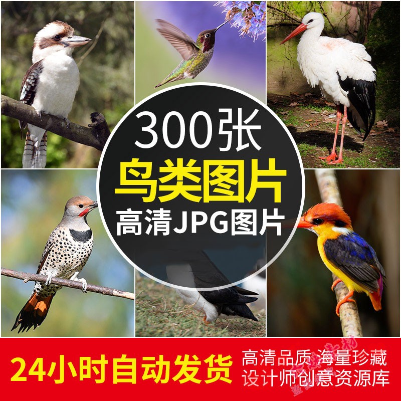 高清鸟类图片飞鸟翠鸟蜂鸟老鹰摄影特写照片电脑壁纸绘画素材图库属于什么档次？