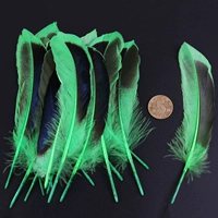 Около 20 зеленых трав