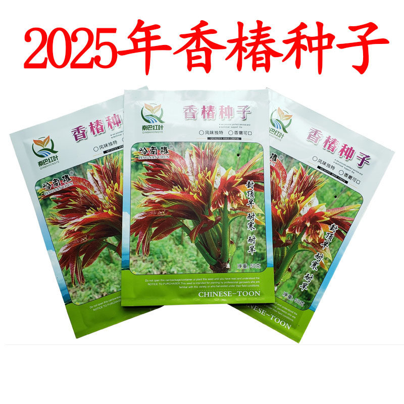 蔬菜种子四季树苗红油香椿