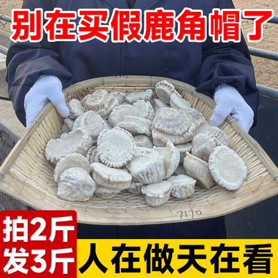 东北长白山鹿角帽粉正品250g梅花鹿角帽鹿托盘粉鹿角冒拍2斤发3斤