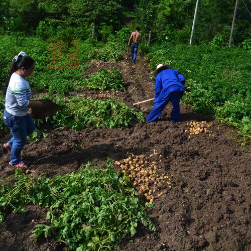 老品种农家自产现挖高山土豆