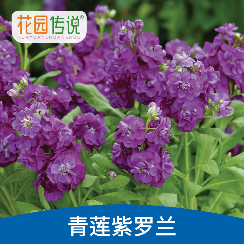青莲紫罗兰种子花种籽四季易种开花不断阳台庭院盆栽园艺耐寒花
