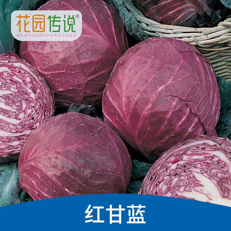 花园传说红甘蓝种子蔬菜盆栽种籽夏季耐热四季卷心菜红包菜圆包菜