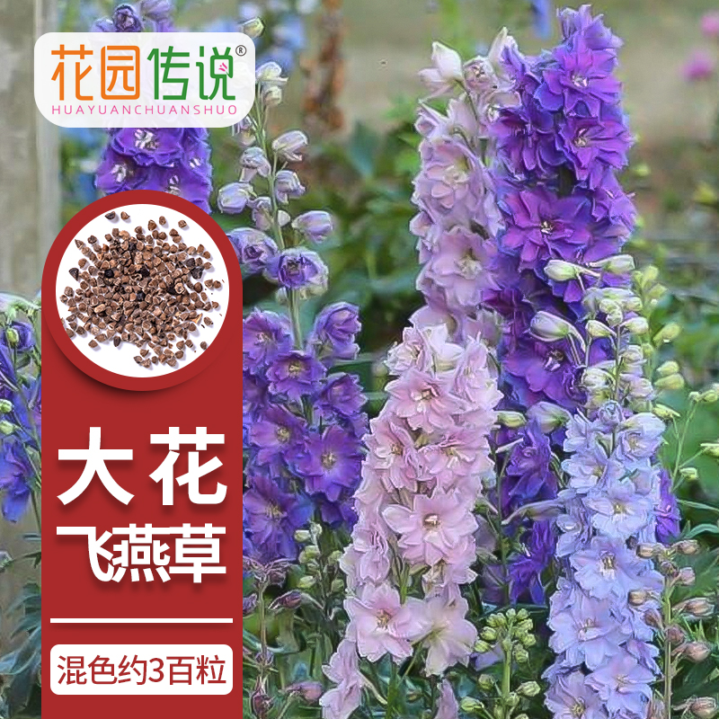 花园传说大花飞燕草种子四季鸽子花翠雀种籽室内外盆栽花种籽花种
