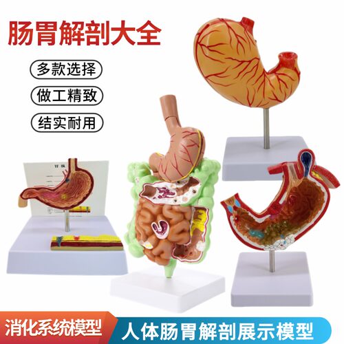 人体大肠病理模型 肠胃解剖模型 大肠 盲肠 直肠 十二指肠模型 - 封面