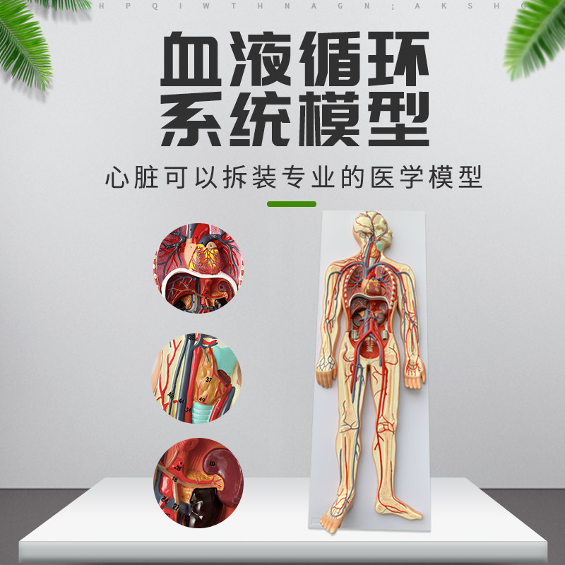 人体血液循环系统模型全身内脏器官解剖教学教具心脏血管演示模型