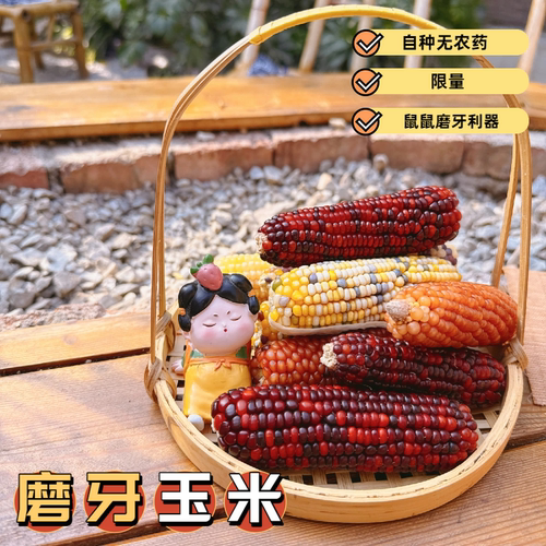 【自家种】花落仓鼠磨牙零食玉米
