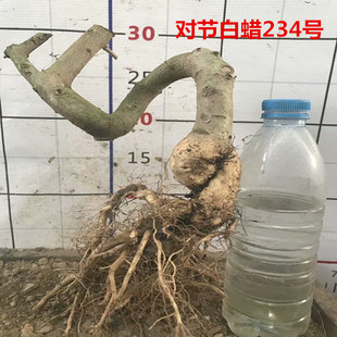 对节白蜡盆景提根矮霸树桩室内外绿植盆栽