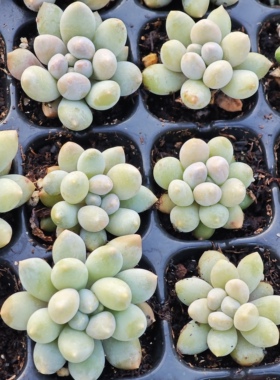 彩虹奶2元3个，18包邮