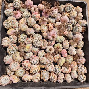 精养两年橙梦露惊鸿仙子，20颗18.8