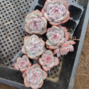 9.9元多肉30包邮非偏远星影梦露琥珀冰玉