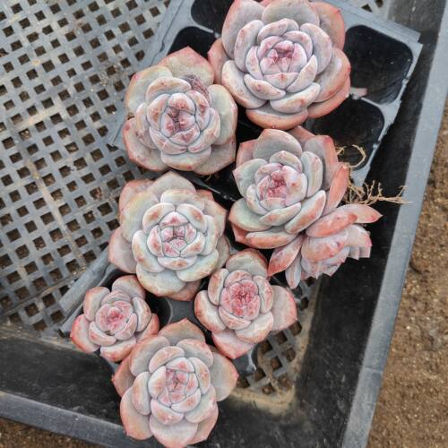 9.9元多肉30包邮非偏远星影梦露琥珀冰玉