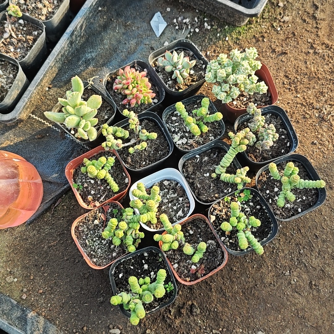 15颗28.8，瑕疵mini钱串混合,鲜花速递/花卉仿真/绿植园艺,多肉植物,淘宝优惠券,粉丝福利购,淘宝优惠卷