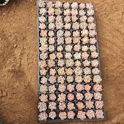 处理，105颗19.8，橙梦露