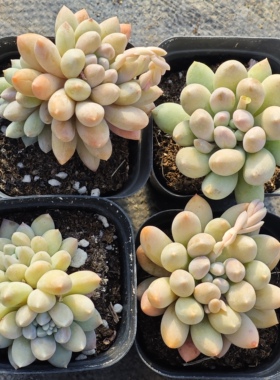 彩虹奶3.5一个，18包邮